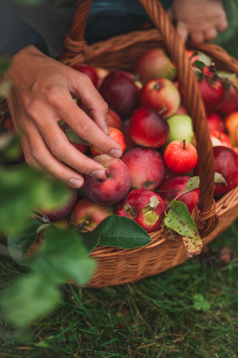 Orchard fruit